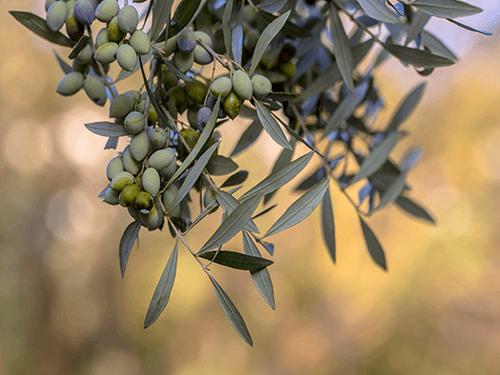 Organic olives - perfect for 8 Pack C60 Organic Olive Oil