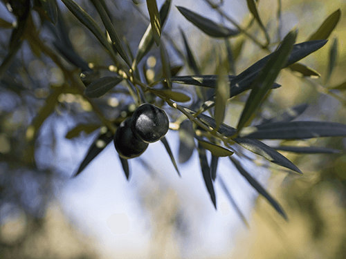 Black olives on the tree - perfect for 4 Pack C60 Organic Olive Oil