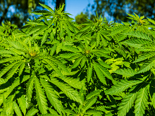Rich green hemp plants - perfect for 100ml C60 Hemp Seed Oil