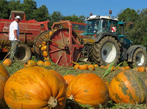 Cosecha de calabaza para nuestro paquete de 8 aceite de semilla de calabaza orgánico C60