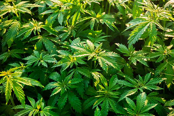 Hemp shrub - perfect for 8 Pack C60 Organic Hemp Oil