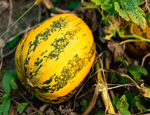 Pumpkin in a field - ready for 4 pack C60 in pumpkin seed oil