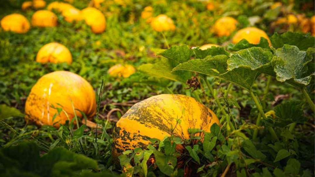 Un campo de calabazas orgánicas para aceite de semilla de calabaza.